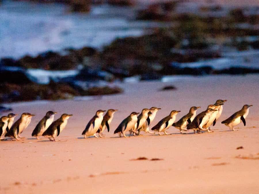 Phillip Island: Wine, Wildlife & Penguins with Gourmet Feast - Key highlights you should clock right away