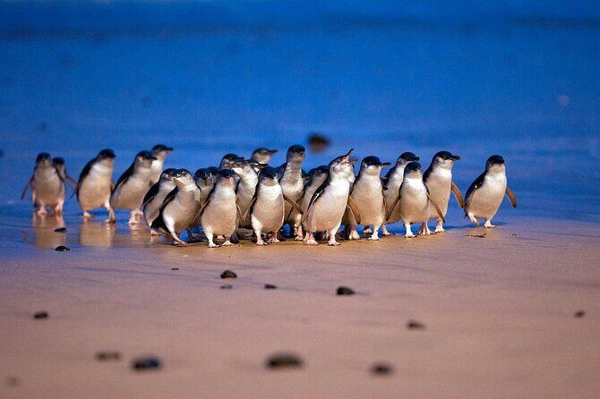 Premium Small Group Philip Island eco Tour - Key highlights to know before you go
