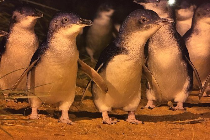 Private custom Penguin Tour with Premium Penguin Tickets - Why This Private Phillip Island Penguin Day Feels Like a Local Trip