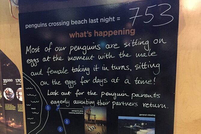 Private custom Penguin Tour with Premium Penguin Tickets - Weather and What to Wear for Dusk Penguin Watching