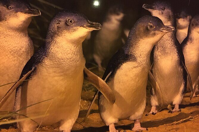 Private custom Penguin Tour with Premium Penguin Tickets - The Custom Part: How to Make It Fit Your Group