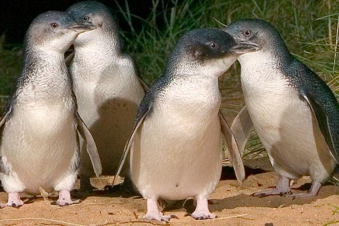 Private custom Tour of Phillip Island With Penguin Parade - Key highlights you’ll care about