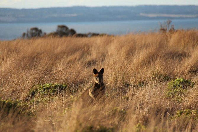 Private Great Ocean Road - The Ultimate Aussie Adventure - The day starts at 8:00 am with Split Point Lighthouse and gourmet morning tea