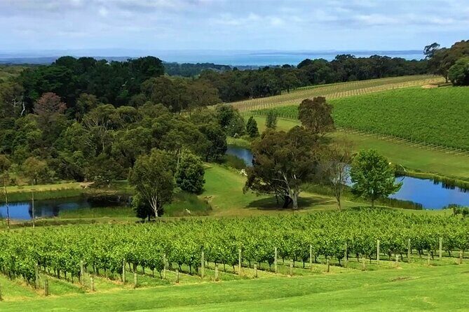 Private Mornington Wine Tour Small Group - What the $438.24 Price Really Covers (and Why It Can Be Worth It)