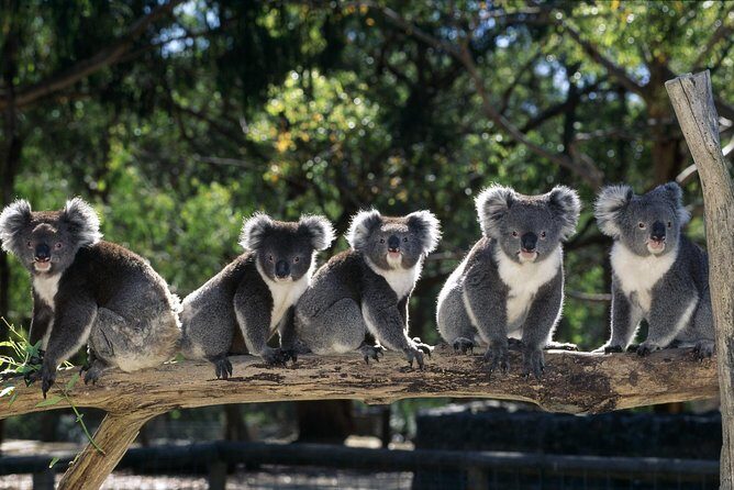 [Private Tour] Healesville Sanctuary Wildlife & Puffing Billy Steam Train - Key things I’d bet on before you book