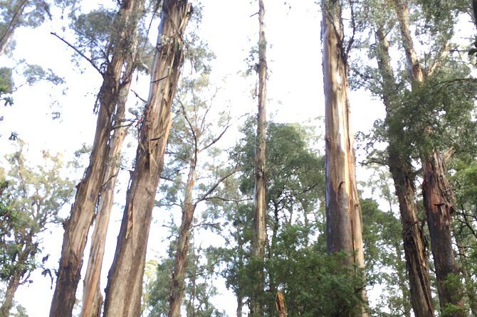 [Private Tour] Healesville Sanctuary Wildlife & Puffing Billy Steam Train - A full-day combo that actually makes sense