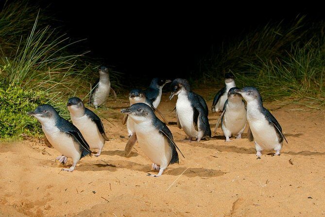 [Private Tour] “Penguin Parade” Phillip Island Tour. - Key highlights worth planning around