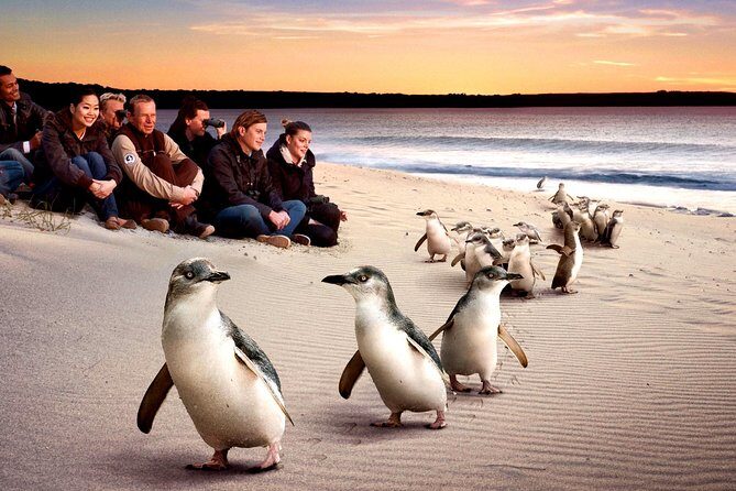 [Private Tour] “Penguin Parade” Phillip Island Tour. - A full day of Victorian wildlife, timed for the Penguin Parade