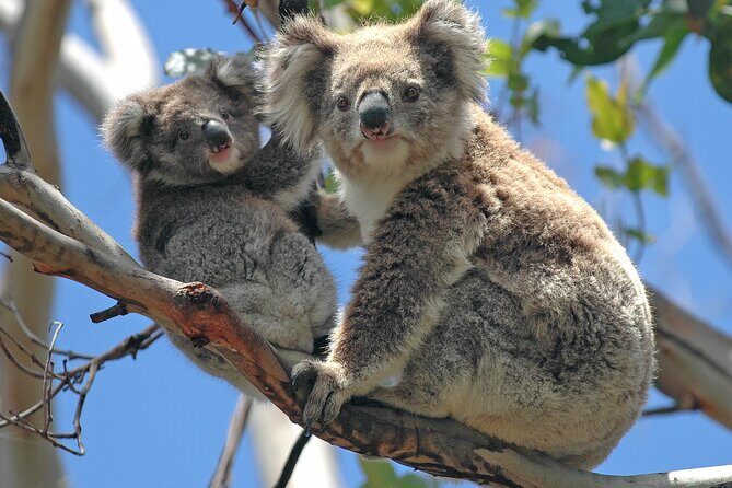 Puffing Billy And Healesville Sanctuary Scenic Tour - Healesville Sanctuary: wildlife time that’s actually worth it