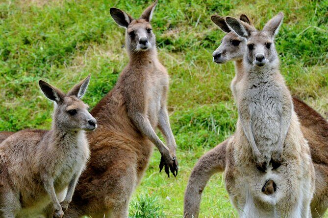 Puffing Billy And Healesville Sanctuary Scenic Tour - Yarra Valley Chocolaterie: tastings and shopping in 30 minutes