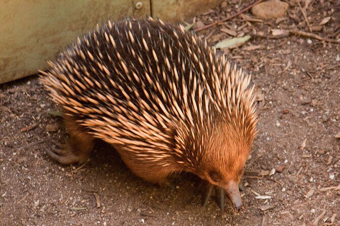 Puffing Billy And Healesville Sanctuary Scenic Tour - Comfort on board: WiFi, air-conditioning, coffee/tea