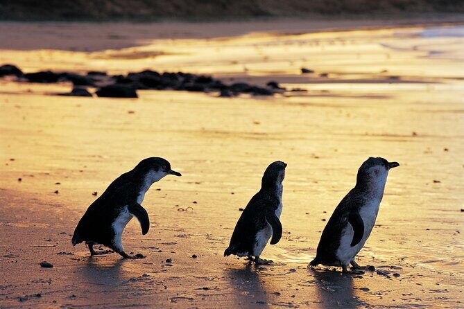 Puffing Billy and Penguin Parade Day Tour From Melbourne - Who This Tour Suits Best (And Who Might Not Love It)