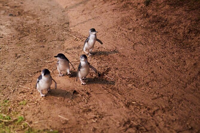 Puffing Billy and Penguin Parade Day Tour From Melbourne - Should You Book This Puffing Billy and Penguin Parade Day Tour?