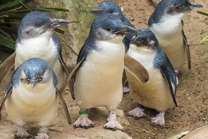 Puffing Billy And Phillip Island Penguin Parade Bus Tour - Price and value: why $171.42 can make sense