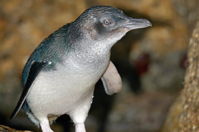 Puffing Billy And Phillip Island Penguin Parade Bus Tour - Who this tour fits best (and who should think twice)