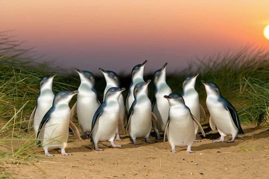 Puffing Billy Penguin Parade Winery Chocolaterie All-in-One - Price and Value: Is This Around $120 a Smart Spend?