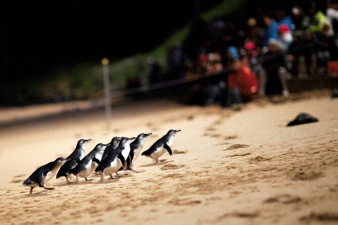 Puffing Billy Steam Train and Penguins Wildlife Tour - Time, Transport, and Group Size: What a 12-Hour Day Really Means