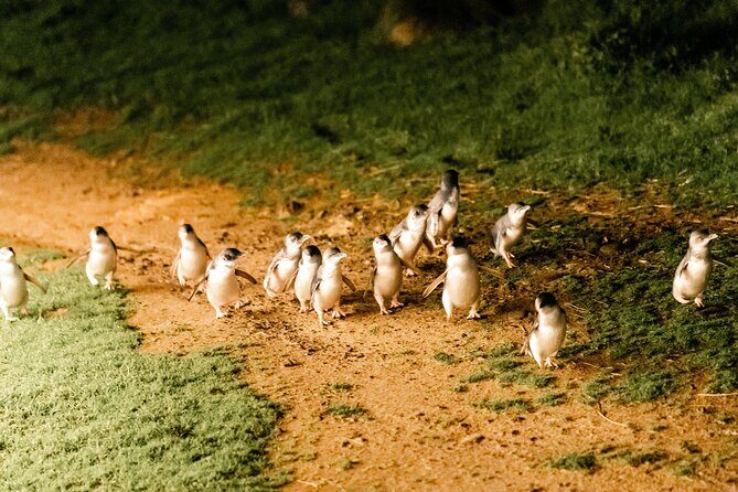 Puffing Billy Steam Train and Penguins Wildlife Tour - Price and Value Check: Is $164.25 a Good Deal?