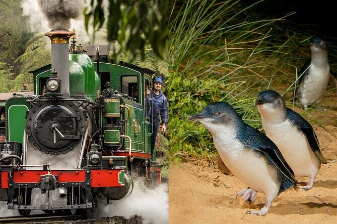 Puffing Billy Tour and Penguin Parade from Melbourne - Key things to know before you go