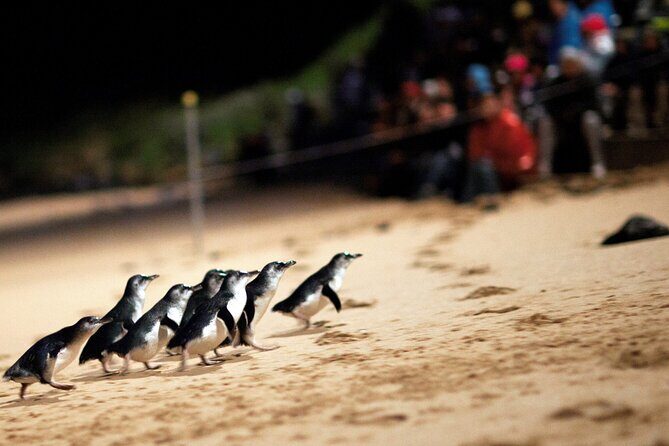 Puffing Billy Tour and Penguin Parade from Melbourne - Puffing Billy and the Penguin Parade: the value of doing it together