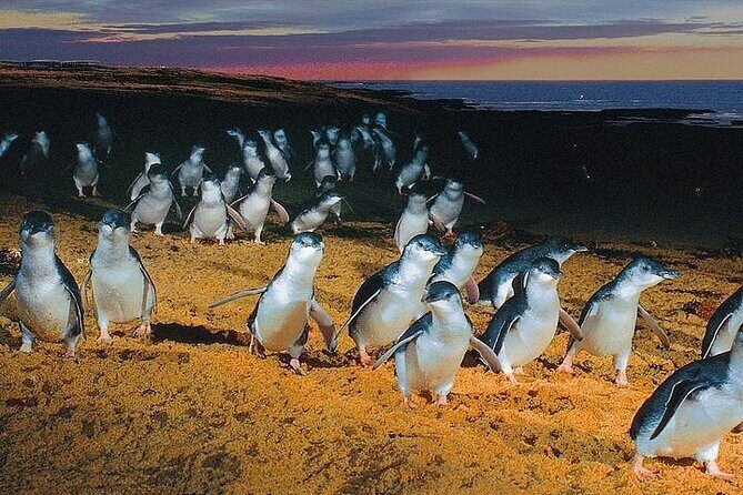 Puffing Billy Train and Phillip Island Penguin Parade Day Tour - Who This Tour Suits Best (And Who Should Think Twice)