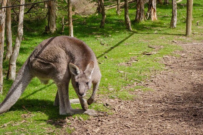 Shore Excursion Melbourne, Sights, Kangaroos, Koalas Lunch & Wine - Cruise-day reality: how this Mornington Peninsula tour actually works