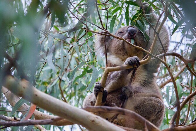 Small-Group Great Ocean Road Classic Day Tour from Melbourne - Key Highlights That Matter on a Long Day