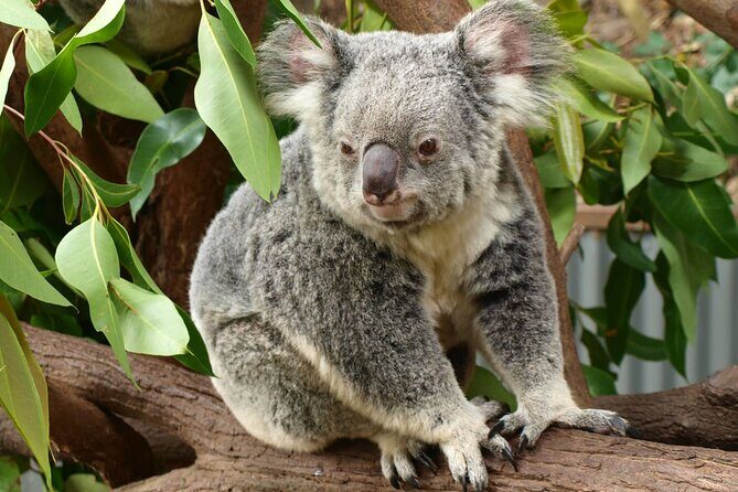 Small-Group Murray River Adventure - Paddle Steamer & Wildlife - Echuca: time to explore Australia’s inland-port heritage