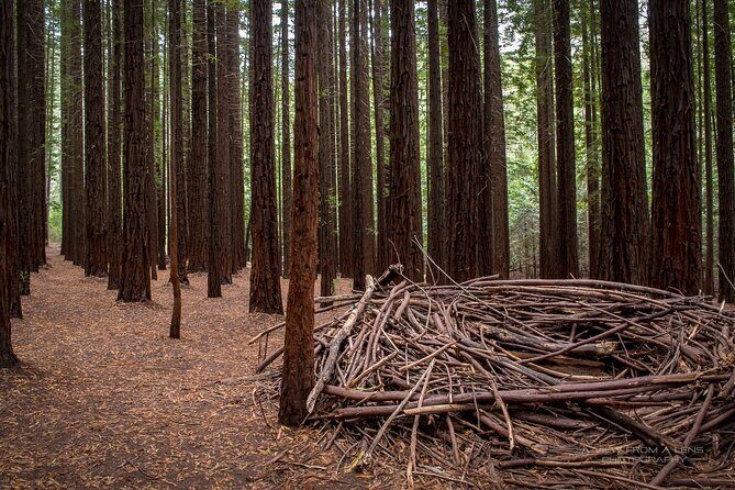 Small Group Yarra Valley: Redwoods Forest & Premium Wine Tour - Key highlights you’ll feel on the day