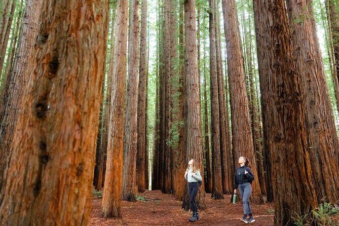 Small Group Yarra Valley: Redwoods Forest & Premium Wine Tour - Warburton: your 45-minute mountain-river reset