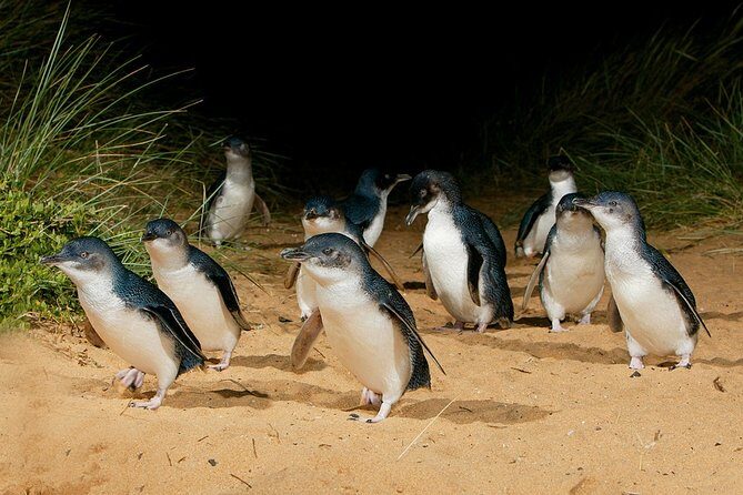 Small Tour (8 ppl) Phillip Island Hike & Penguin Parade Day Tour - The Nobbies Centre: boardwalk coast and the blowhole