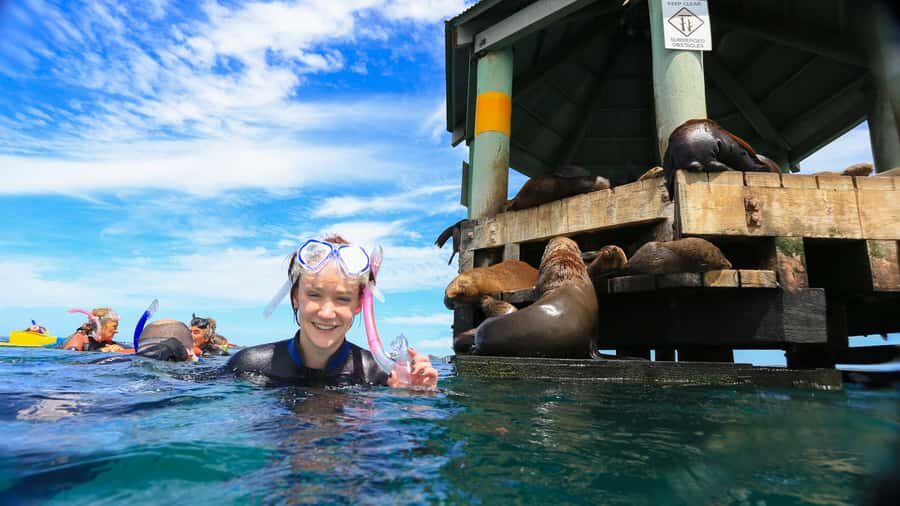Sorrento: Dolphins & Seals Snorkeling Cruise w/ Lunch - Key highlights to know before you go