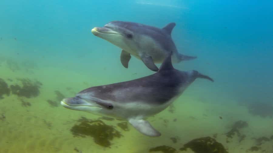 Sorrento: Dolphins & Seals Snorkeling Cruise w/ Lunch - The Moonraker from Sorrento Pier: how the 3 hours feel