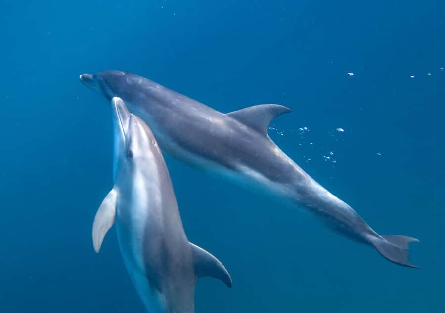 Sorrento: Dolphins & Seals Snorkeling Cruise w/ Lunch - Mornington Peninsula scenery without the stress