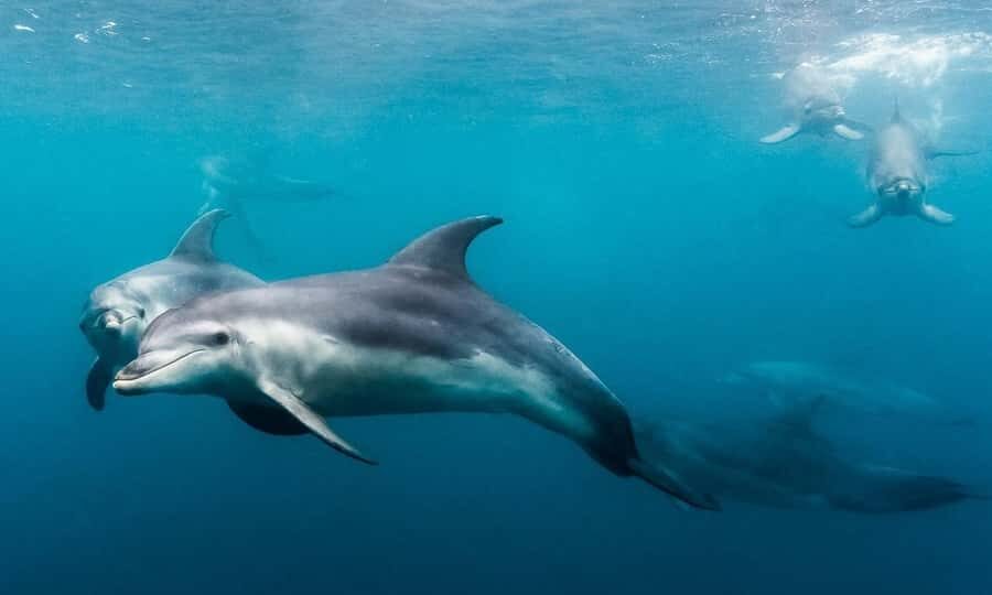 Sorrento: Dolphins & Seals Snorkeling Cruise w/ Lunch - Price and value: is $148 a fair deal for 3 hours?