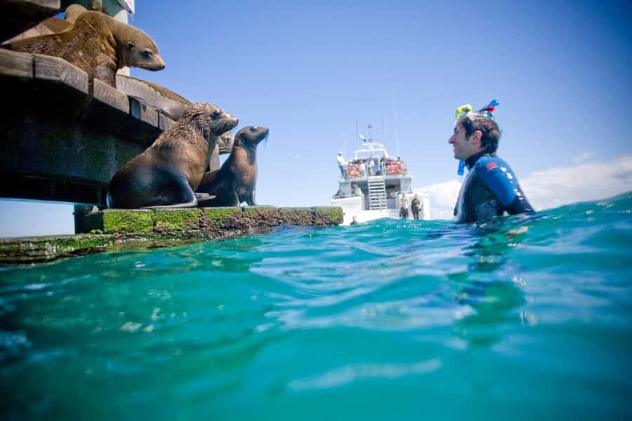 Sorrento: Dolphins & Seals Snorkeling Cruise w/ Lunch - Who should book this cruise, and who should skip it