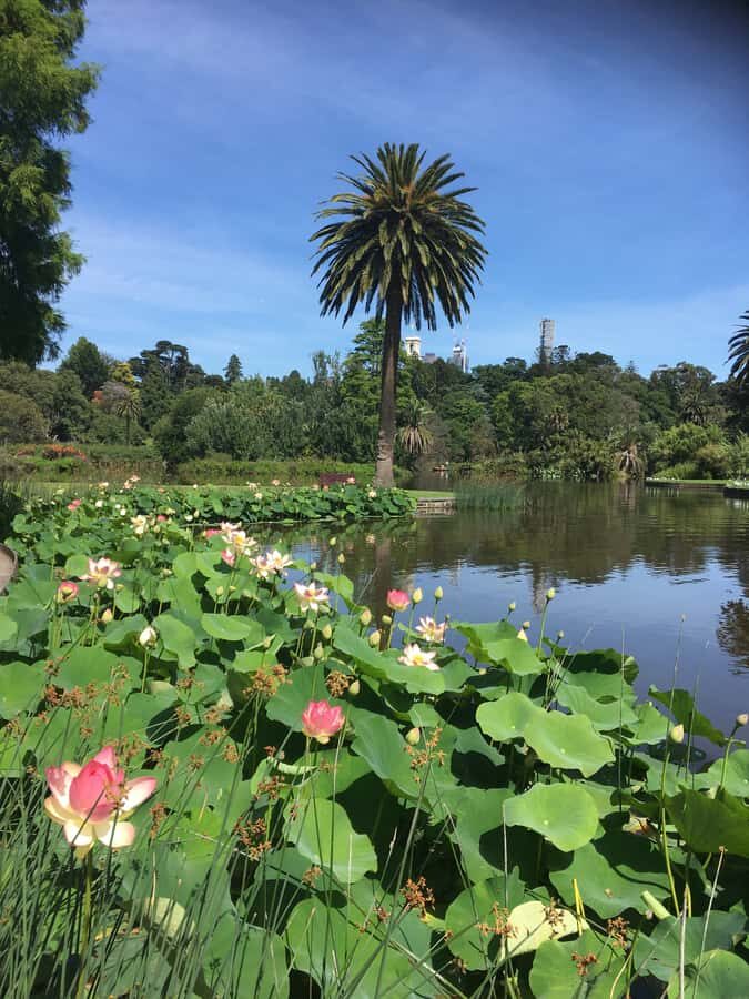 The Famous Melbourne City Bike Tour - Arts precinct, gardens, and architecture on wheels