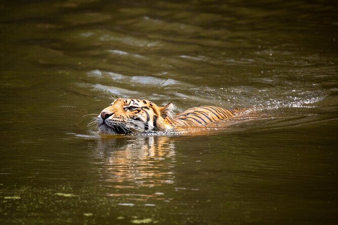 Tiger Experience at Melbourne Zoo - excl. entry - Hutan or Indrah: resident tigers and what you can learn from whichever is featured