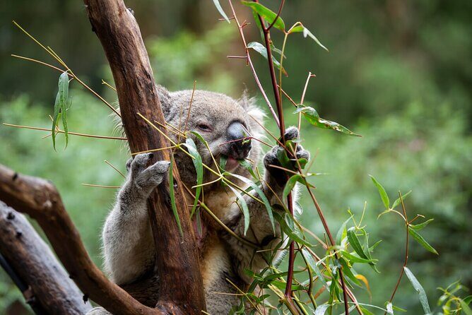 VIP Sanctuary Tour at Healesville Sanctuary - excl. entry - Your Private Ranger Walk: Bushland Stories, Not a Checklist