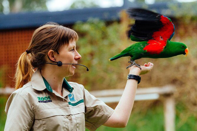 VIP Sanctuary Tour at Healesville Sanctuary - excl. entry - Getting to Healesville: Logistics Matter More Than You Think