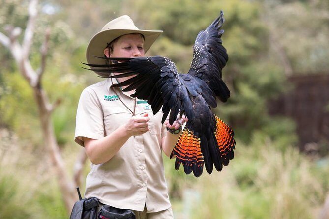 VIP Sanctuary Tour at Healesville Sanctuary - excl. entry - Spirits of the Sky VIP Seats: The Free-Flight Bird Show