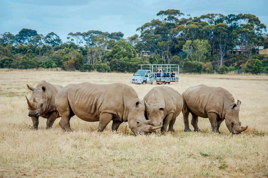 Werribee Open Range Zoo: Entry Ticket - Key Highlights You’ll Want on Your Radar