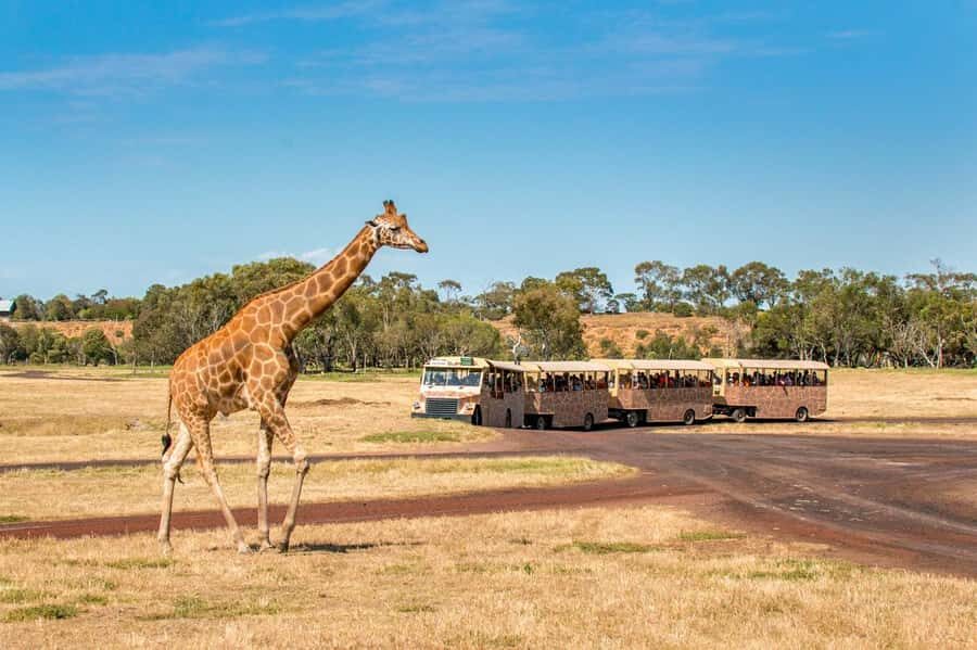 Werribee Open Range Zoo: Entry Ticket - Getting to Werribee: Car vs Public Transport From Melbourne