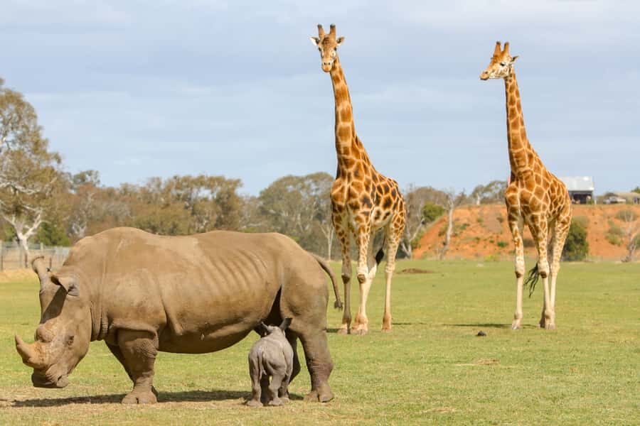 Werribee Open Range Zoo: Entry Ticket - Don’t Miss the Aussie Walk: Kangaroos, Koalas, and Friends