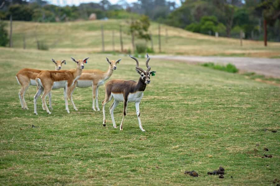 Werribee Open Range Zoo: Entry Ticket - Keeper Talks: The Shortcut to Seeing More Than the Surface
