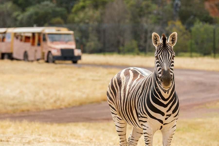 Werribee Open Range Zoo: Entry Ticket - Food, Drinks, and What to Pack for a Comfortable Day