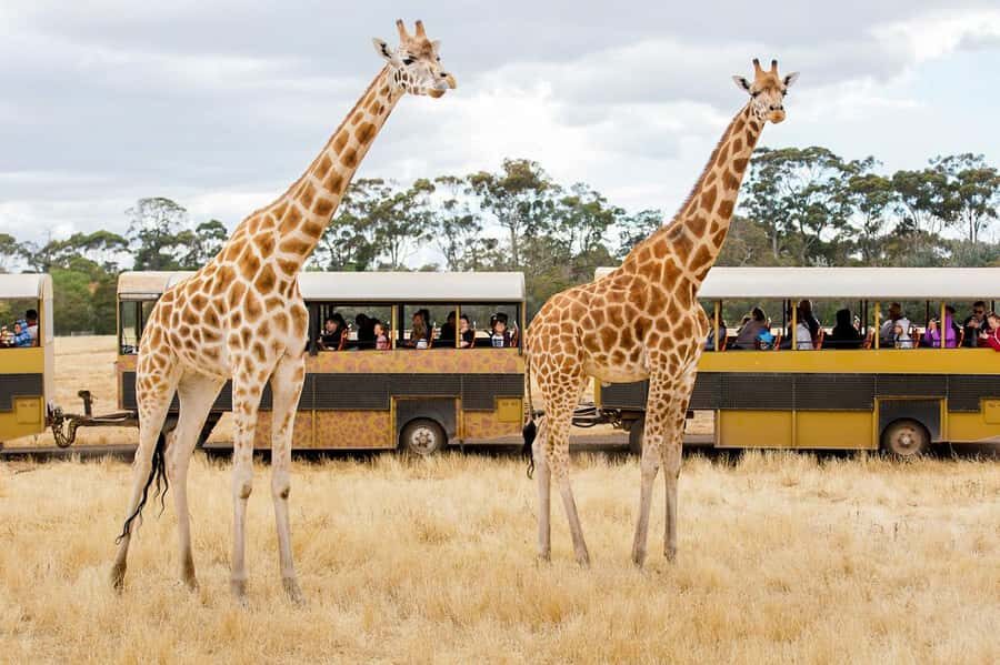 Werribee Open Range Zoo: Entry Ticket - Enter the Open Range Savanna on the Included Safari