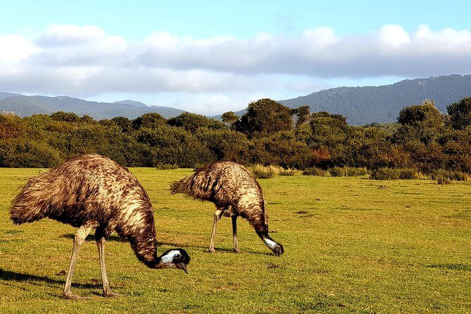 Wilson's Promontory & Phillip Island - 'Prom & Penguins' Tour - The Nobbies Centre boardwalk: short but scenic coastal drama