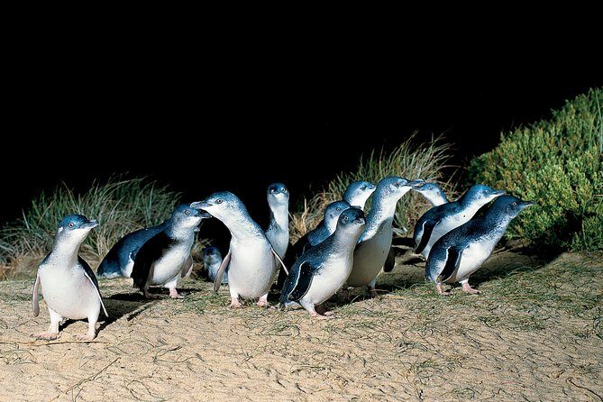 Wilson's Promontory & Phillip Island - 'Prom & Penguins' Tour - Phillip Island Nature Park Penguin Parade with Penguin Plus