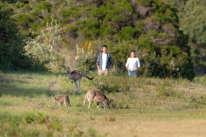 Wilsons Promontory Wilderness Day Tour - Price and Comfort: What $114 Covers, What You Must Bring